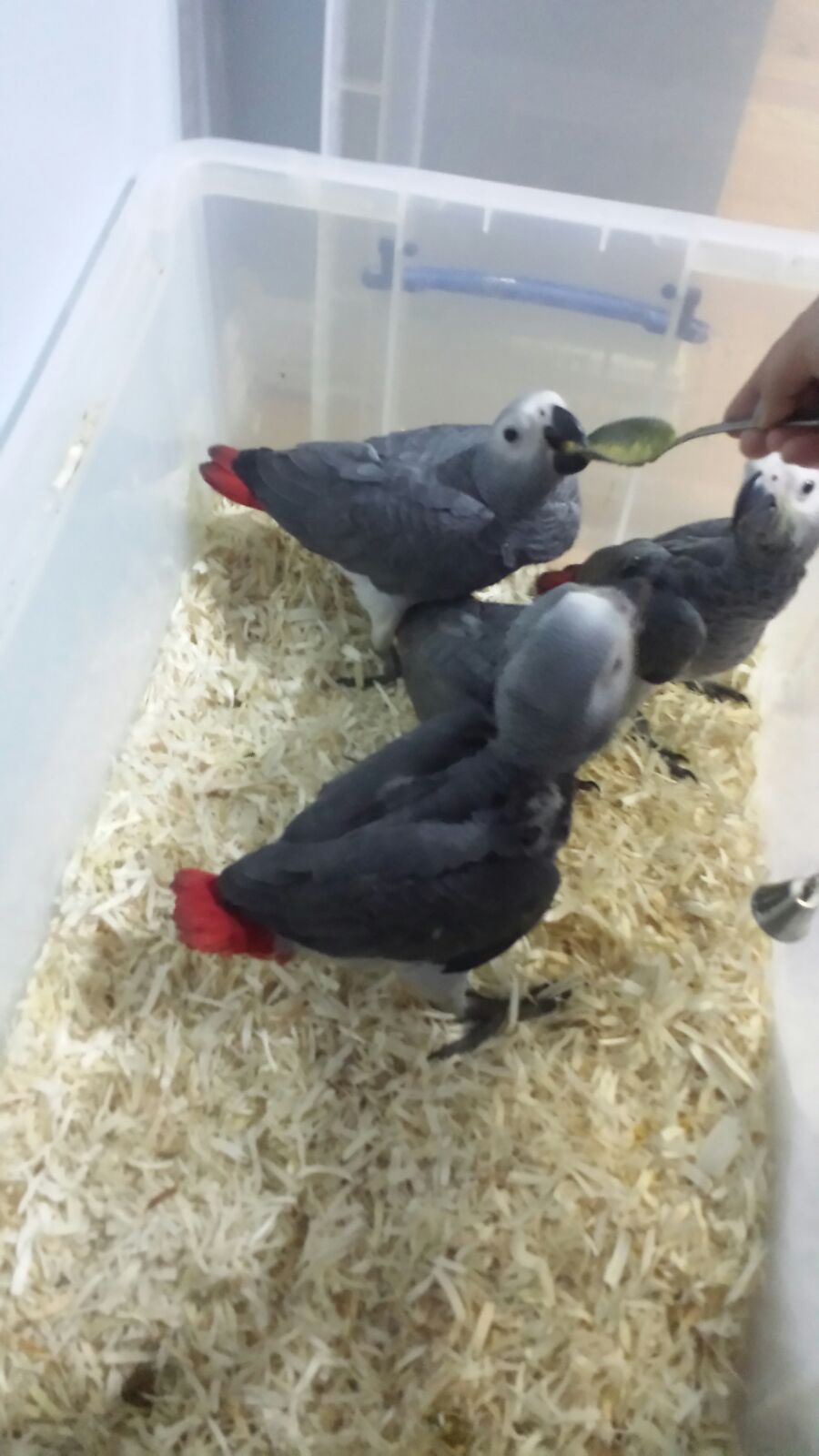 Exotic Pets | 4190 Kingston Rd, Scarborough, ON M1E 4W1, Canada | Phone: (416) 826-7079