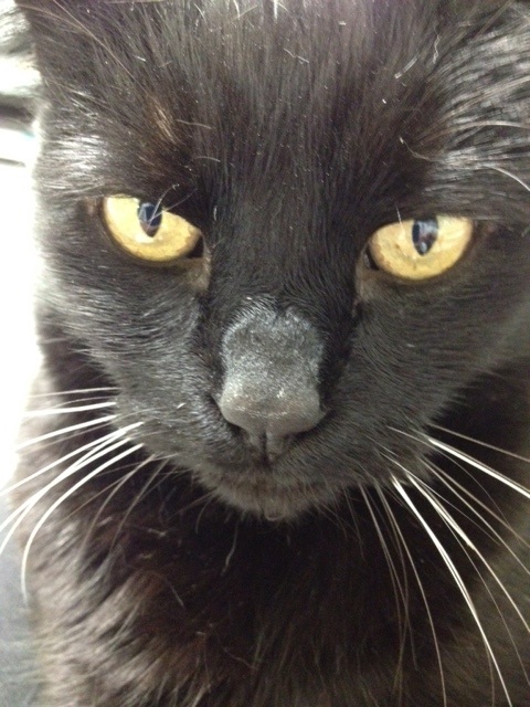 Steeples Veterinary Clinic | 3410 Victor Rd, Cranbrook, BC V1C 7B7, Canada | Phone: (250) 489-3451