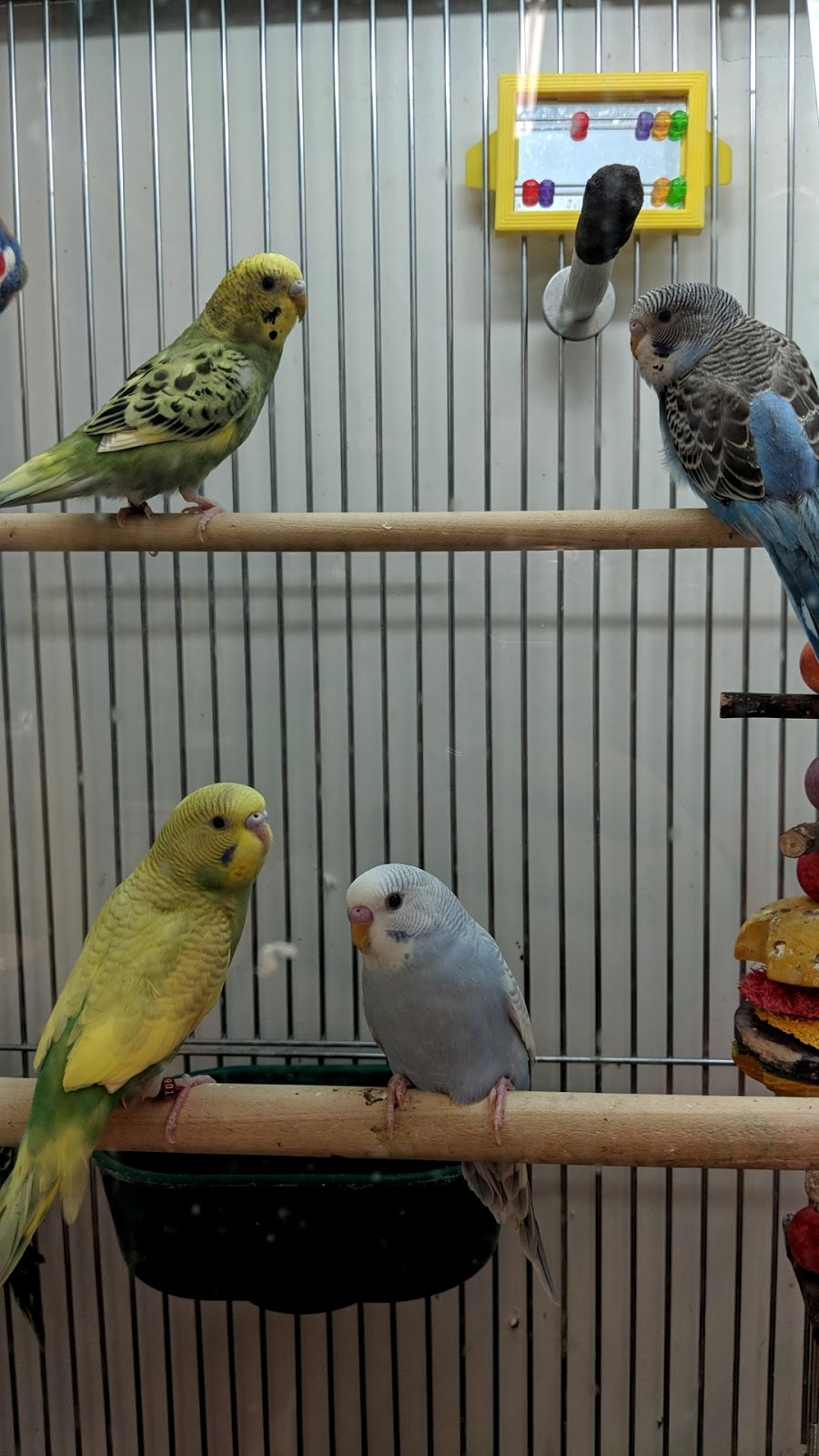 Pet Supplies Plus | 2952 Niagara Falls Blvd, Amherst, NY 14228, USA | Phone: (716) 695-3595