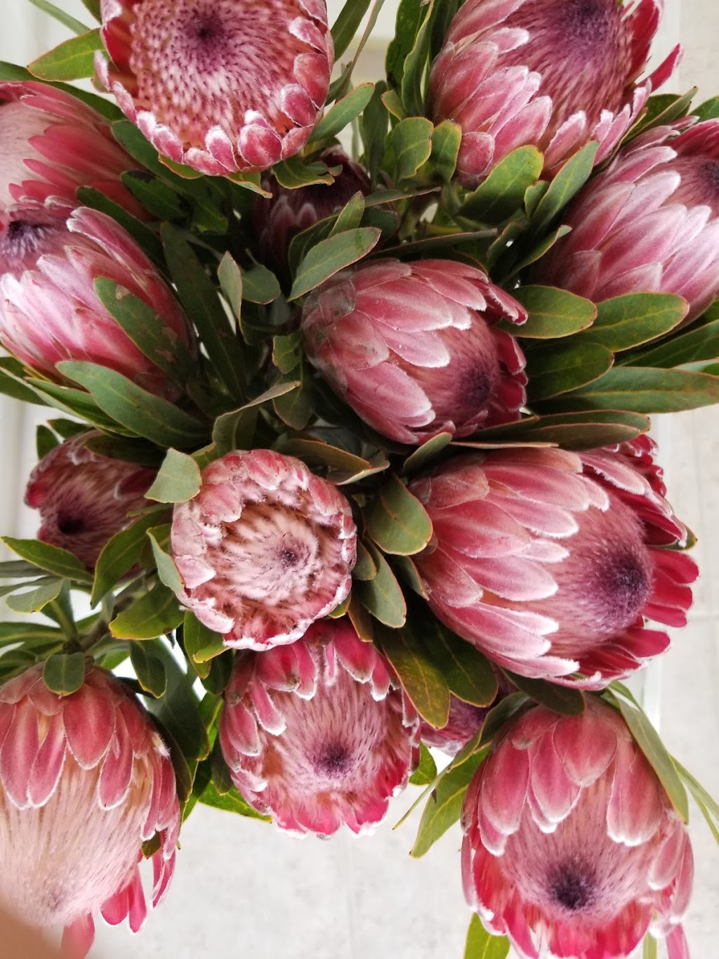Staalduinen Floral Limited | 1255 Arvin Ave, Stoney Creek, ON L8E 0H7, Canada | Phone: (905) 643-2002