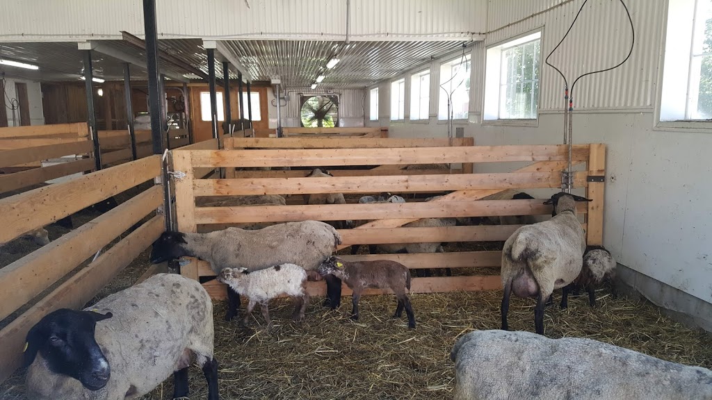 Bergerie des Neiges | 1401 5e Rang, Saint-Ambroise-de-Kildare, QC J0K 1C0, Canada | Phone: (450) 756-8395