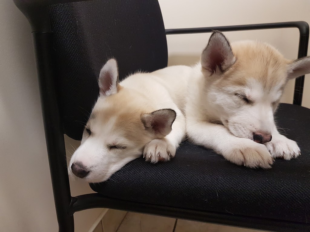Summerlyn Pet Hospital | 465 Holland St W #5, Bradford, ON L3Z 0C1, Canada | Phone: (905) 778-0333