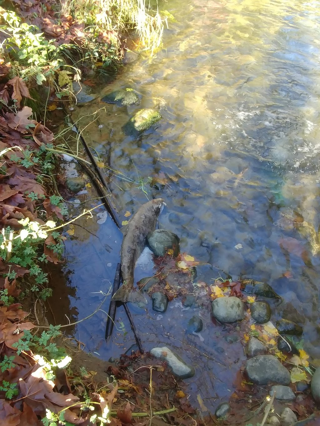Nanaimo River Hatchery | 2775 Rugby Rd, Nanaimo, BC V9X 1T2, Canada