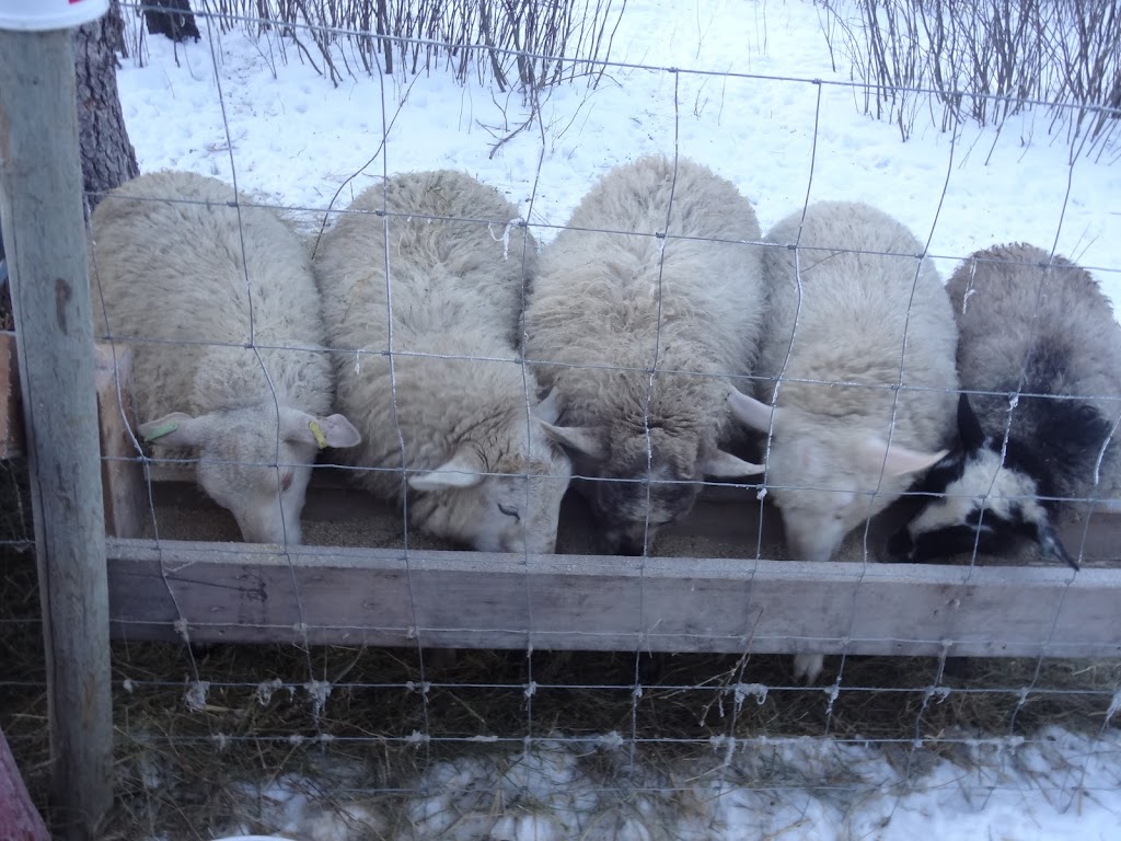 Little Mountain Farm | Sturgeon Rd, Rosser, MB R0C 3A0, Canada | Phone: (204) 632-8248