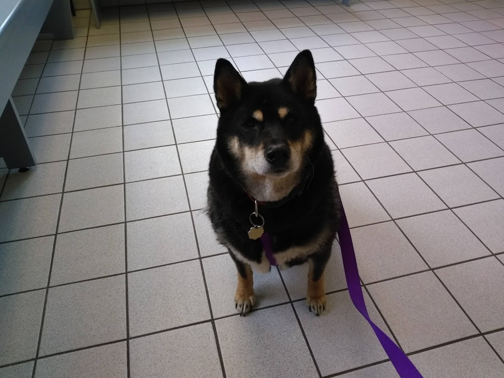 Yale Veterinary Hospital | 10930 Yale Rd, Brockway, MI 48097, USA | Phone: (810) 387-4370