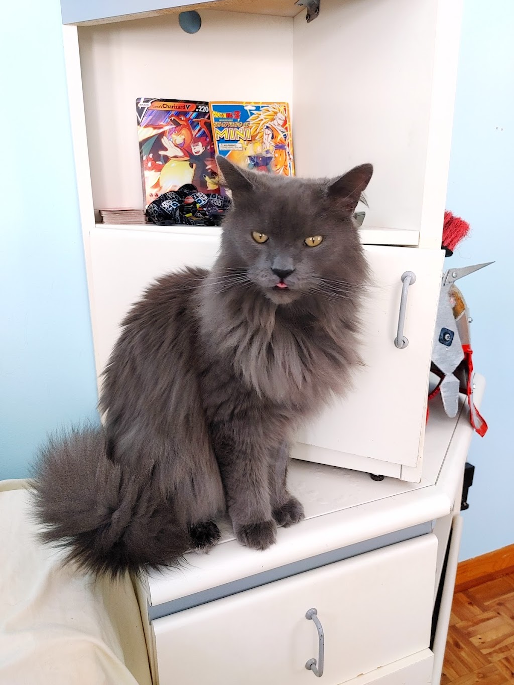 SPCA Lanaudiere | 7695 QC-335, Saint-Calixte, QC J0K 1Z0, Canada | Phone: (450) 222-1112