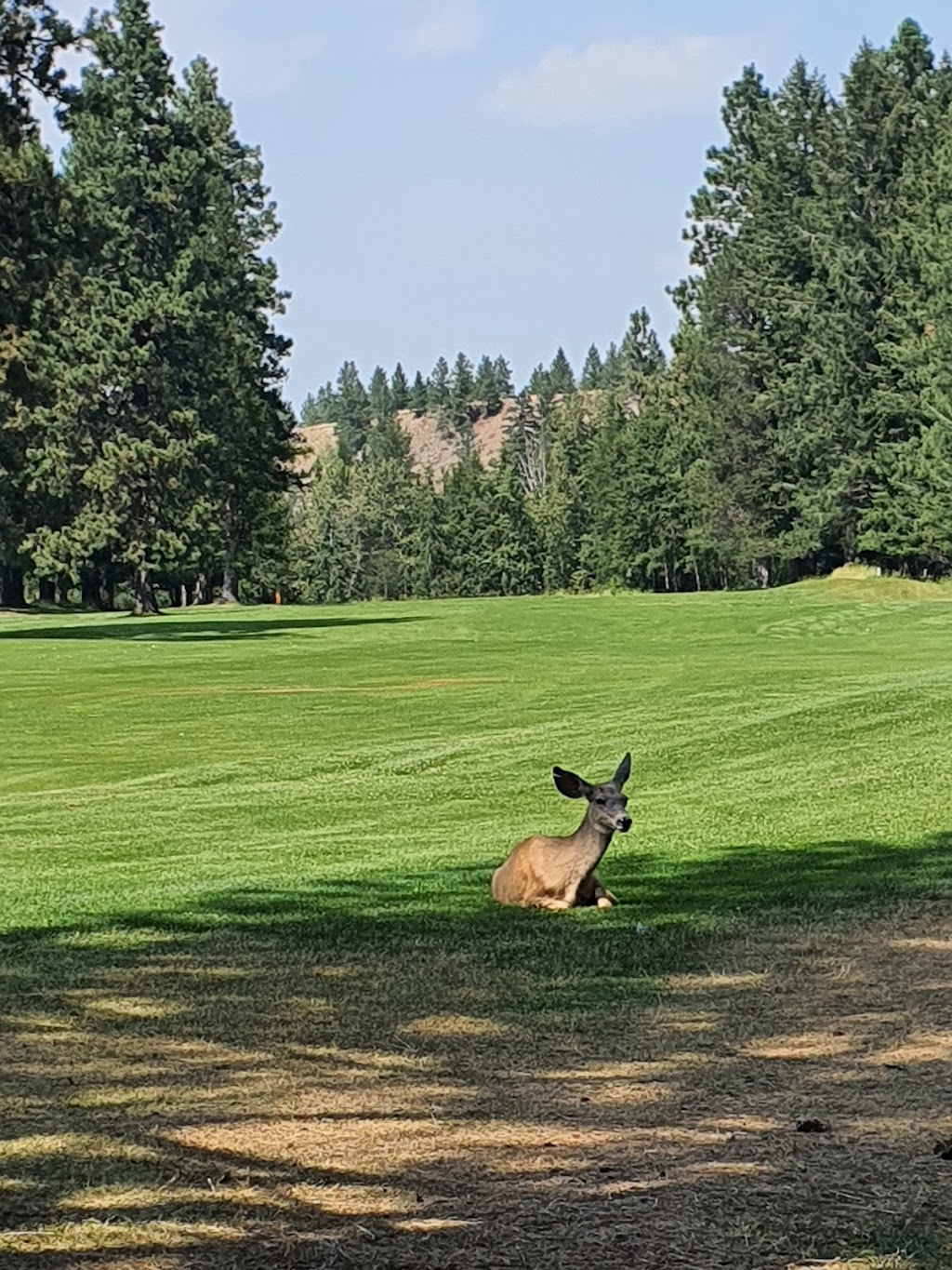 Purcell Golf | 415 302 Ave, Kimberley, BC V1A 0A6, Canada | Phone: (250) 427-4161