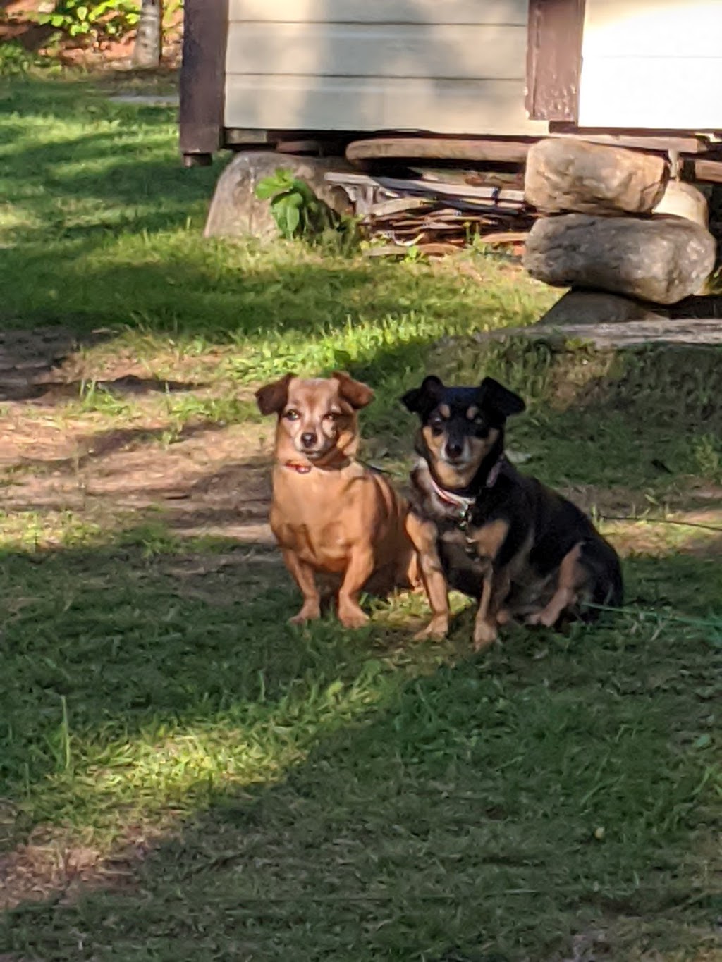 Stirling Veterinary Services | 36 Wilson Rd, Stirling, ON K0K 3E0, Canada | Phone: (613) 395-2716