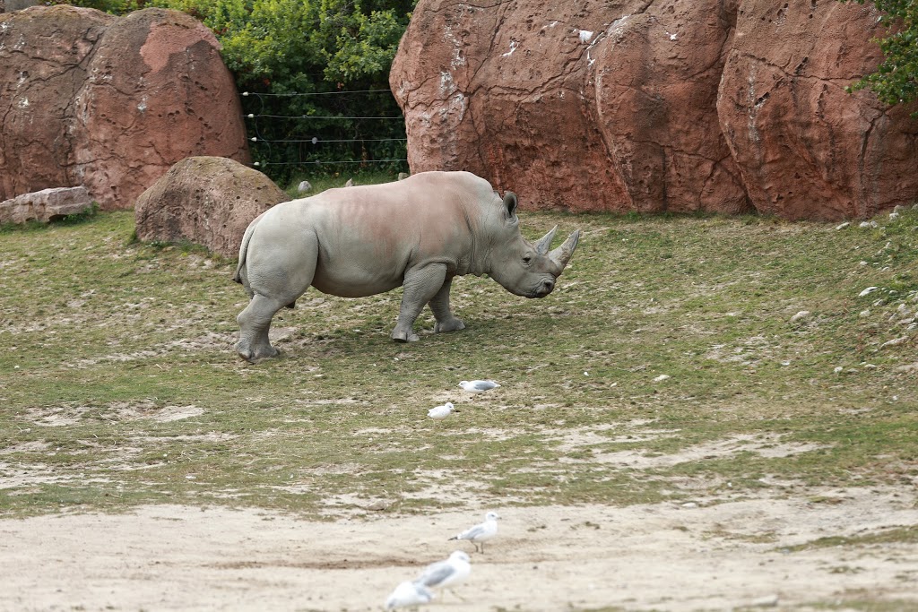 African Rhino Exhibit | 2000 Meadowvale Rd, Scarborough, ON M1B 5K7, Canada | Phone: (416) 392-5929