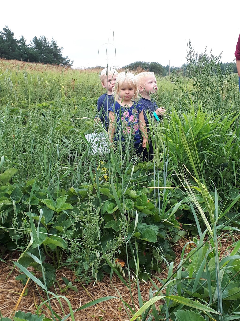 Big Rock Berry Farm | 51310 Range Rd 261 #3, Spruce Grove, AB T7Y 1B5, Canada | Phone: (780) 886-3387
