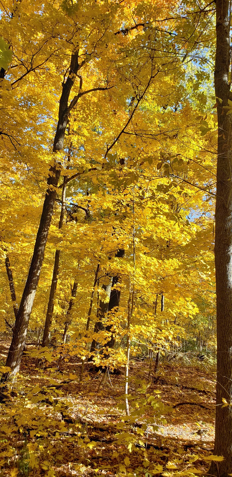 Clarence Nature Center | Thompson Rd, Clarence, NY 14031, USA | Phone: (716) 984-9046