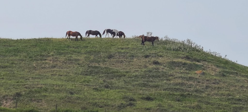 Thompson Farm | Range Rd 11A, De Winton, AB T0L 0X0, Canada | Phone: (403) 938-4940