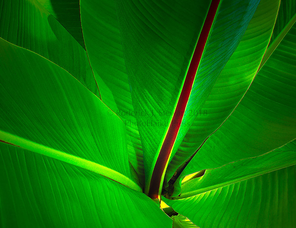 PhotoHaiku Press | 777 Cook St #215, Victoria, BC V8V 3Y9, Canada | Phone: (250) 882-3339