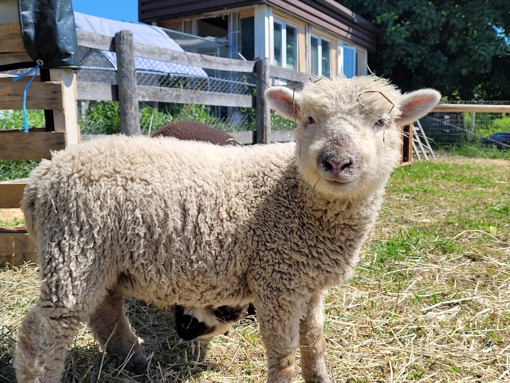 Mimosa Springs Alpacas | 5891 Fourth Line, Erin, ON N0B 1Z0, Canada | Phone: (416) 629-9428