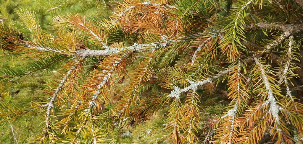 Richardsons Pineneedle Farms | 423 ON-35, Pontypool, ON L0A 1K0, Canada | Phone: (705) 277-9993