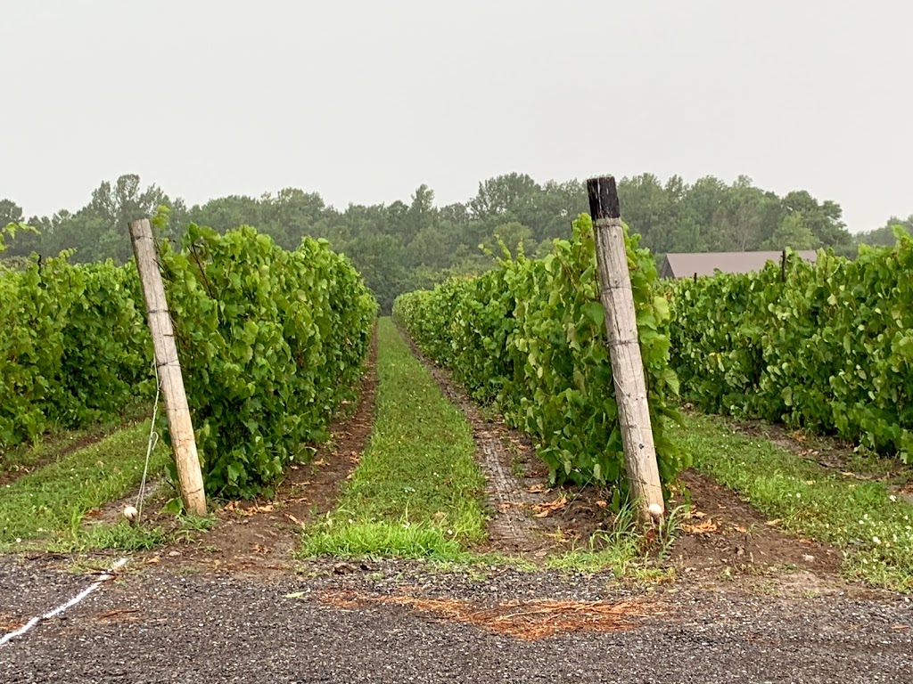 Sandbanks Estate Winery | 17598 Loyalist Pkwy, Wellington, ON K0K 3L0, Canada | Phone: (613) 399-1839