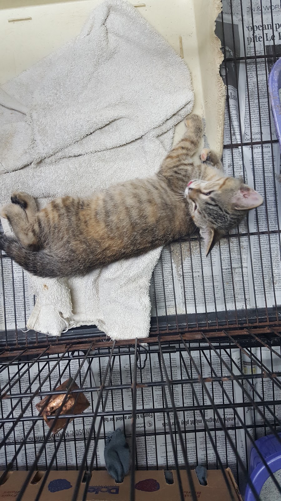 Corbrets Pet and Pond Depot | 3165 Walker Rd, Windsor, ON N8W 3R6, Canada | Phone: (519) 972-4777