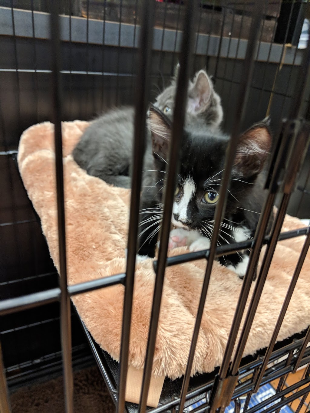 Pet Valu | 8005 Emerald Dr, Sherwood Park, AB T8H 0P1, Canada | Phone: (780) 464-0395