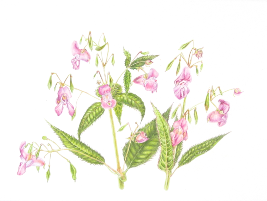 Lee Angold Botanical and Scientific Illustration | 142 Waterloo St a, Waterloo, ON N2J 1Y2, Canada | Phone: (647) 771-5696