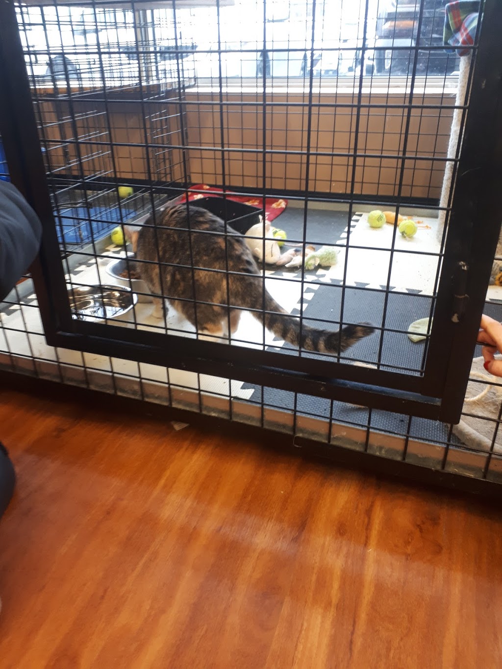 Pet Valu | 243 King St E, Bowmanville, ON L1C 3X1, Canada | Phone: (905) 697-3523