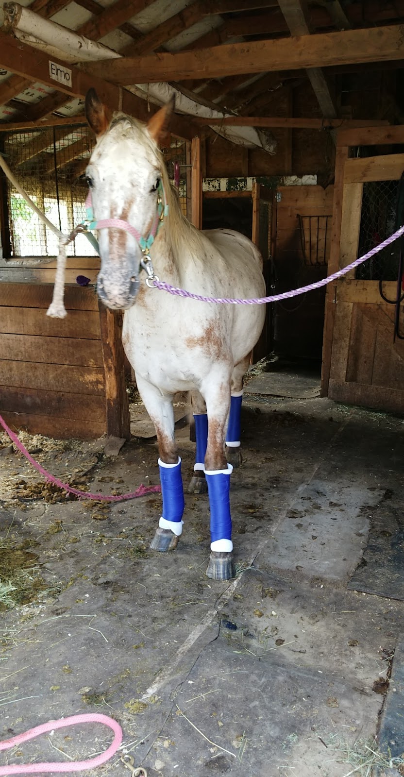 Saddle Tramp Stables | 512 Lockstead Road, Lockstead, NB E9B 1L8, Canada | Phone: (506) 627-6811