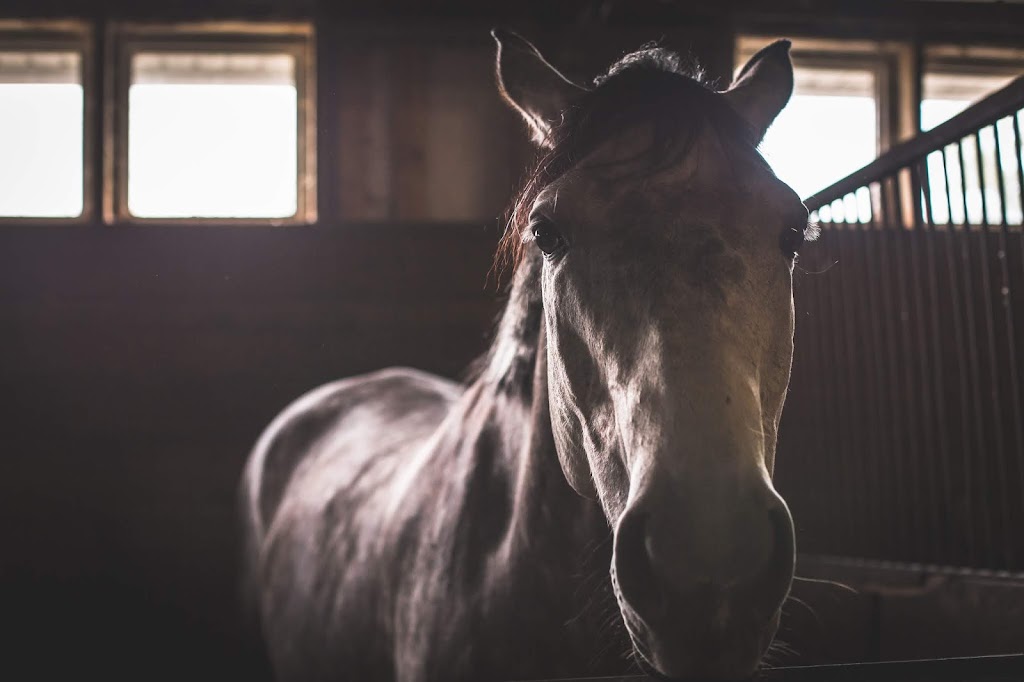 Meadow Green Stables | 1727 Loudoun Rd, Winnipeg, MB R3S 1A3, Canada | Phone: (204) 895-1911