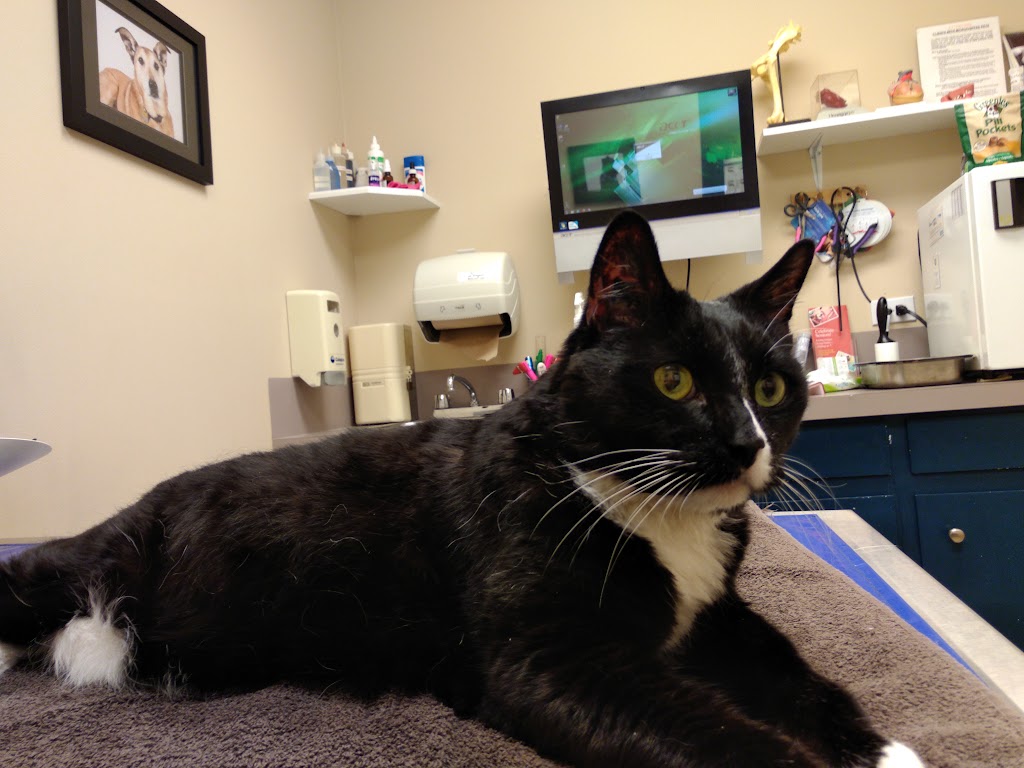 St. Vital Veterinary Hospital | 260 St Annes Rd, Winnipeg, MB R2M 3A4, Canada | Phone: (204) 253-2668