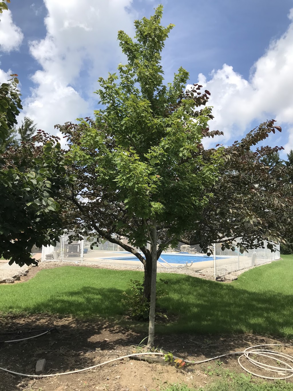 Bear Pine Trees - Nursery and Tree Farm | 8023 Pine Line, Chatham-Kent, ON N7M 1Z0, Canada | Phone: (519) 359-6273
