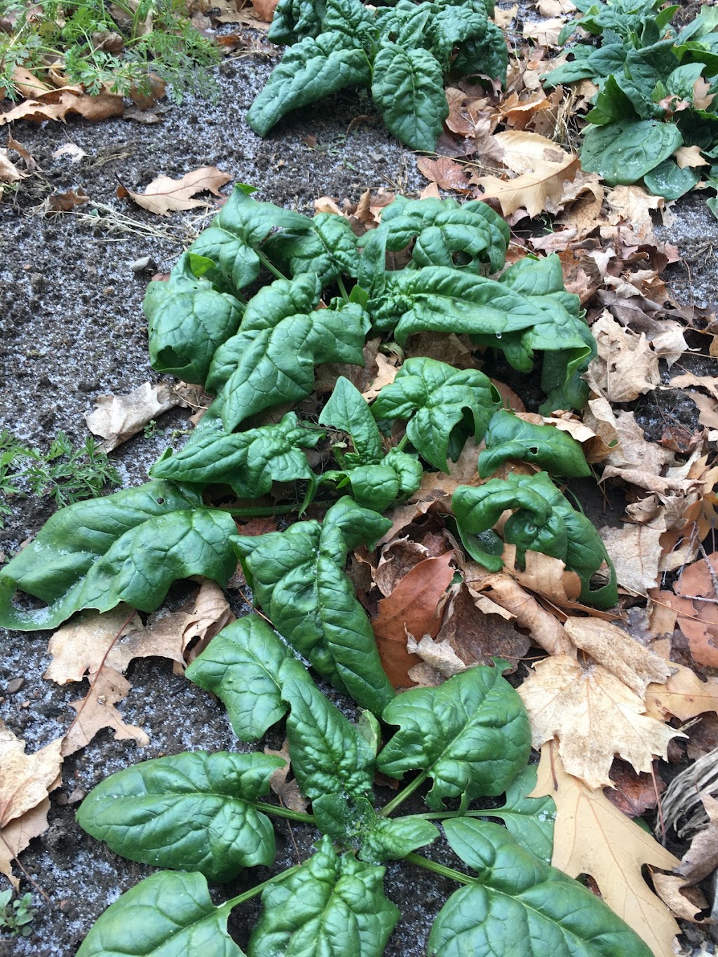 Mountain Road Homestead - Forest and Garden School | 1091 Dickson Rd, Renfrew, ON K7V 3Z4, Canada | Phone: (613) 858-1254