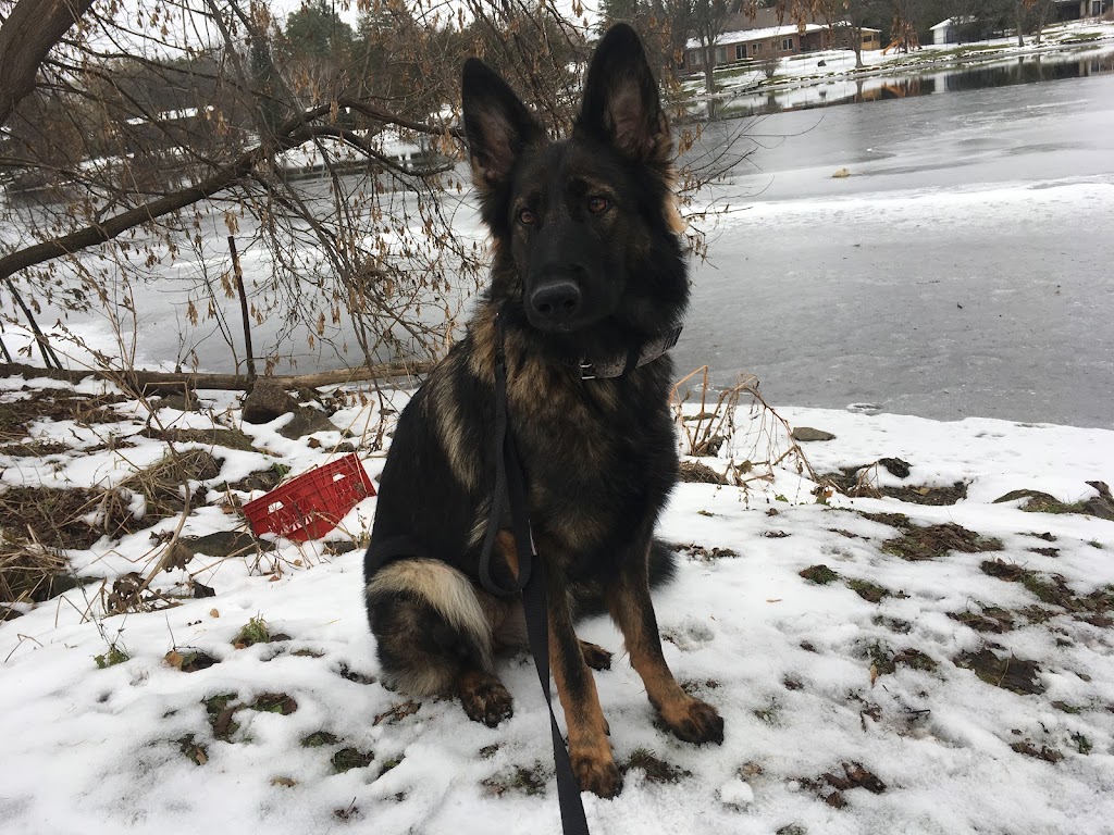 One More Light K9 | S Island Park Dr, Ottawa, ON K4M 1J2, Canada | Phone: (613) 807-7597