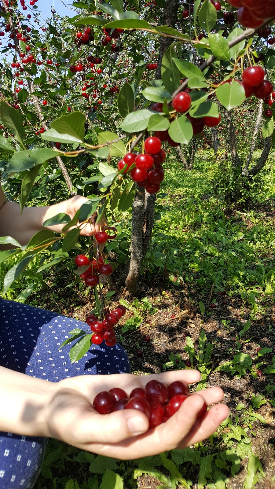 Sweet Acres Orchards | 1506, Township Rd 354, Red Deer County, AB T4G 0J3, Canada | Phone: (403) 227-1301