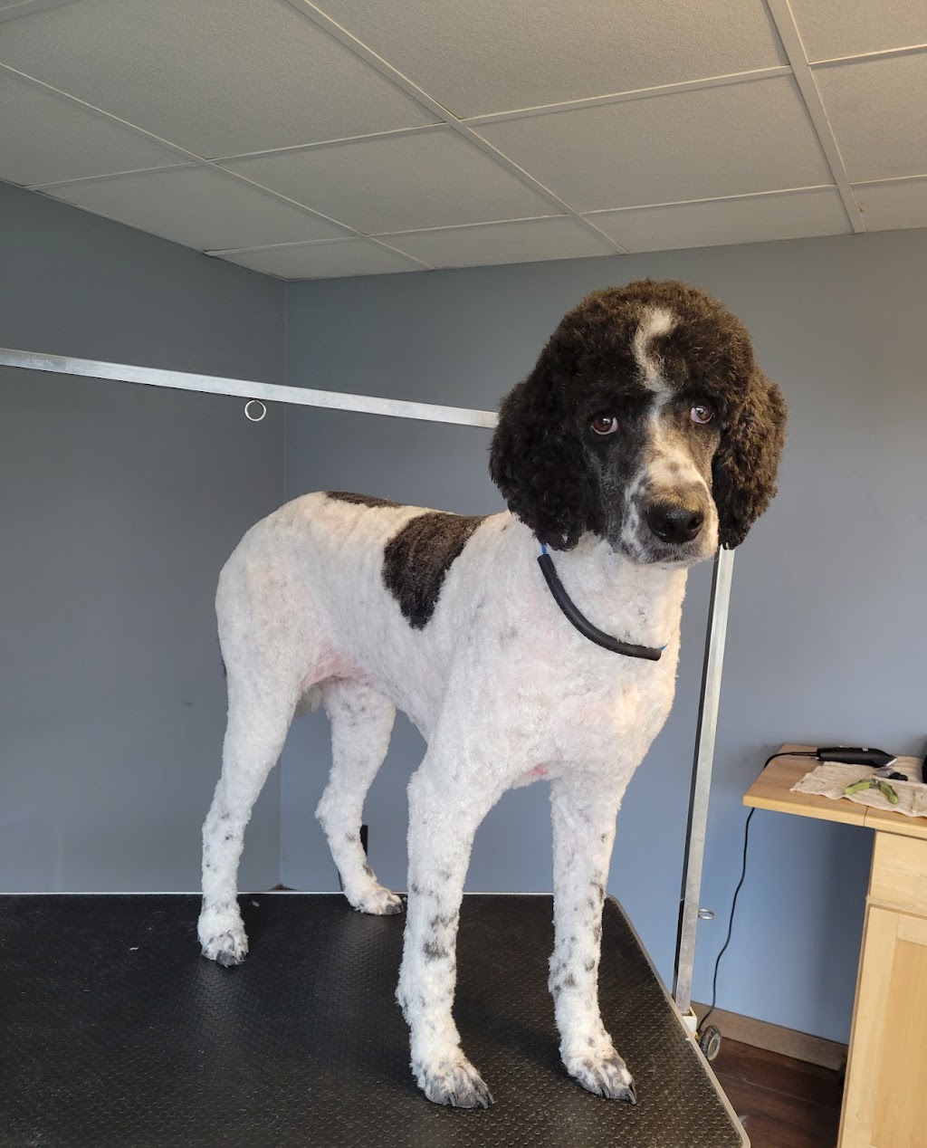 Happy Paws Grooming Shop | 12075 NS-224, Middle Musquodoboit, NS B0N 1X0, Canada | Phone: (902) 957-2418