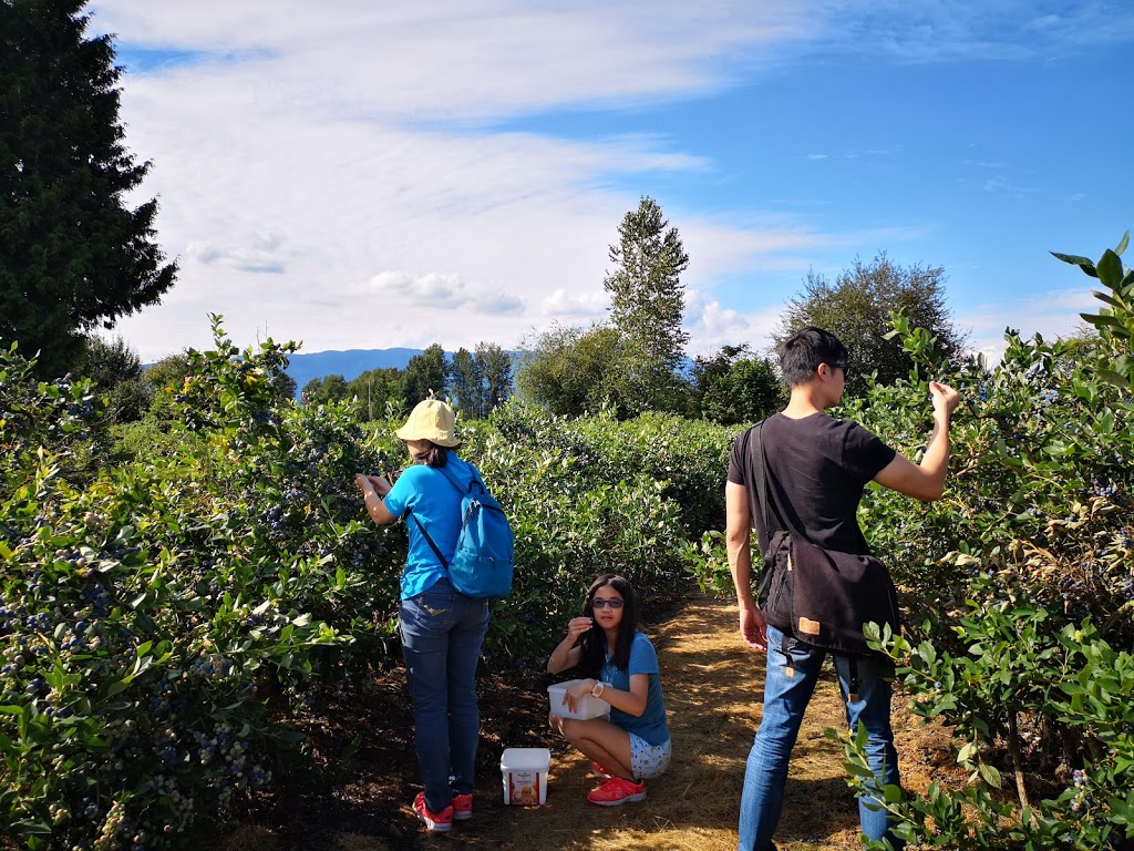 S & S Sandhu Blueberry Farm | 13420 Neaves Rd, Maple Ridge, BC V4R 2R9, Canada | Phone: (604) 465-1997