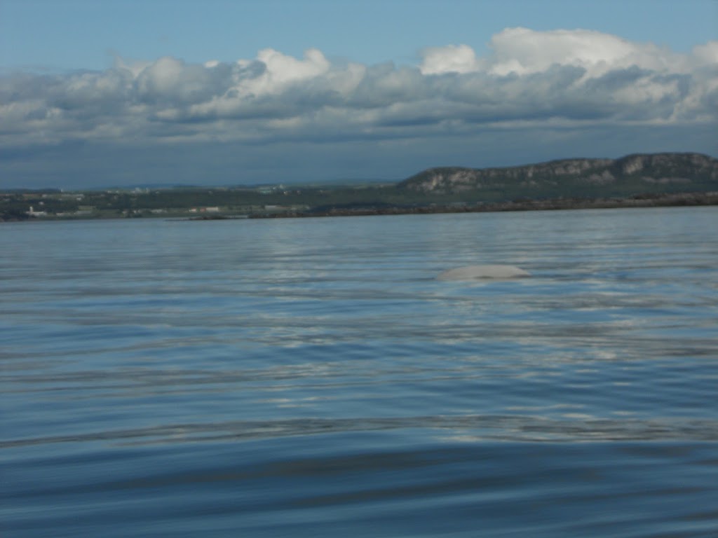 Excursions de la Providence | Av. LeBlanc, Kamouraska, QC G0L 1M0, Canada | Phone: (418) 551-5708
