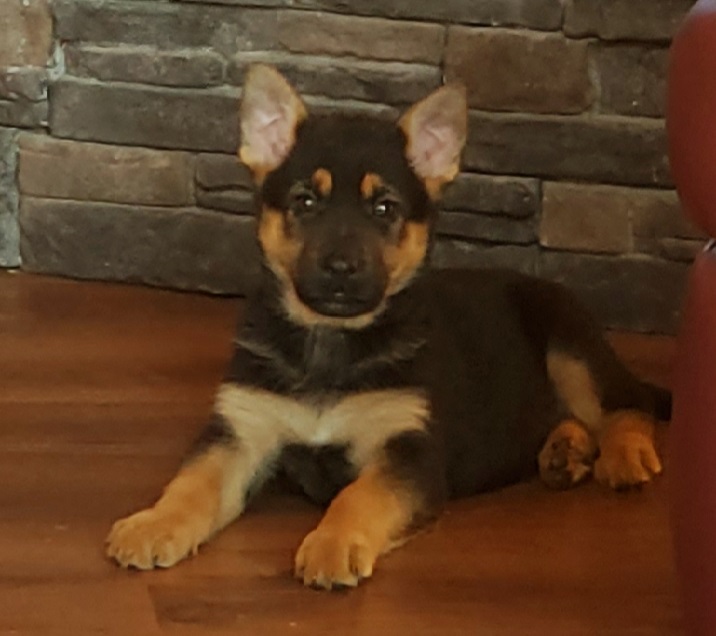 Narrow Lakes German Shepherds | R.R.#1, Richard, SK S0M 2P0, Canada | Phone: (306) 480-8017