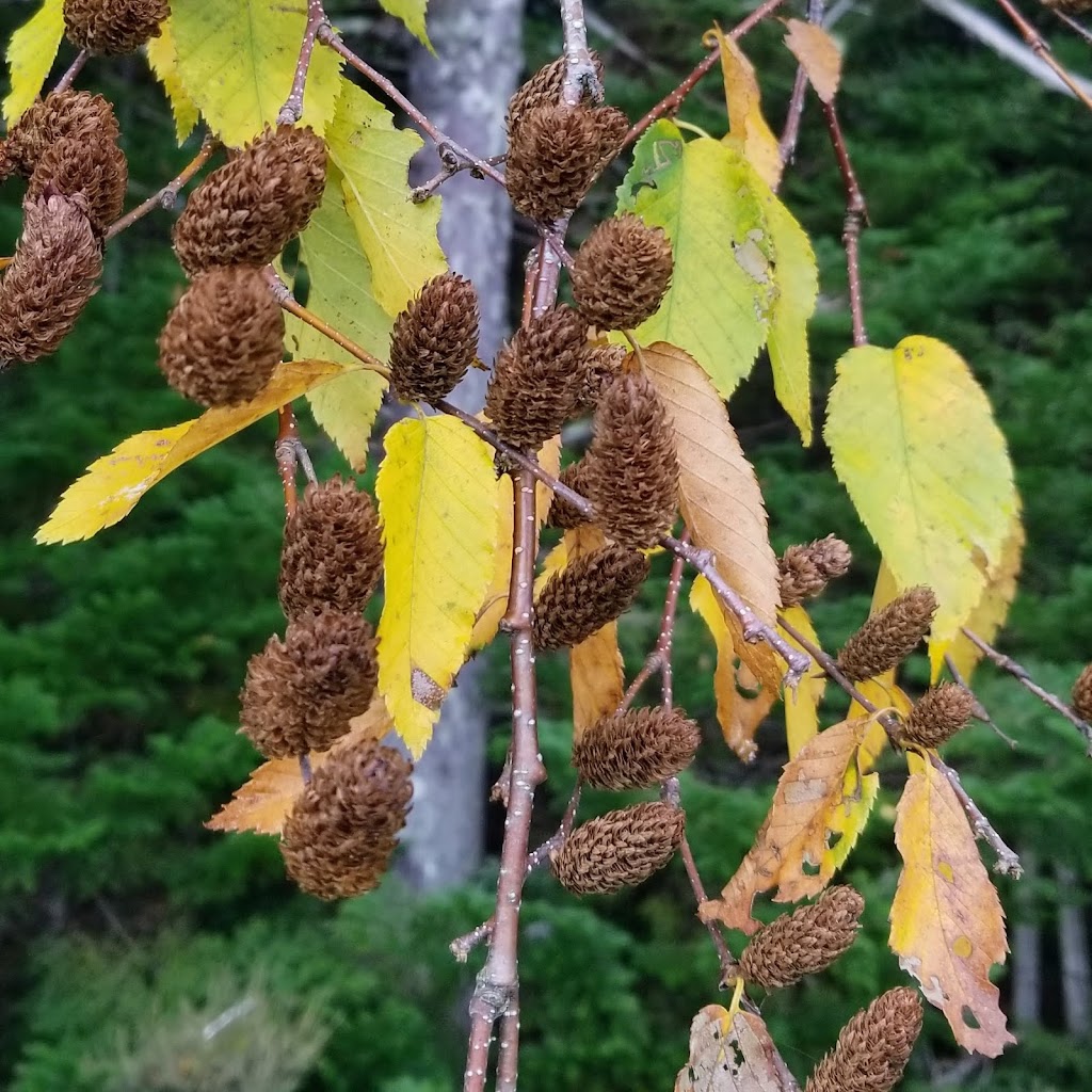 Little Tree Farm | 175 Sarty Rd, New Germany, NS B0R 1E0, Canada | Phone: (902) 717-0003