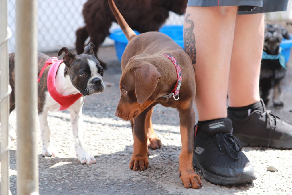 École d’Obéissance Canine du Saguenay | 2885 Bd du Royaume, Jonquière, QC G7X 7V3, Canada | Phone: (418) 550-5524