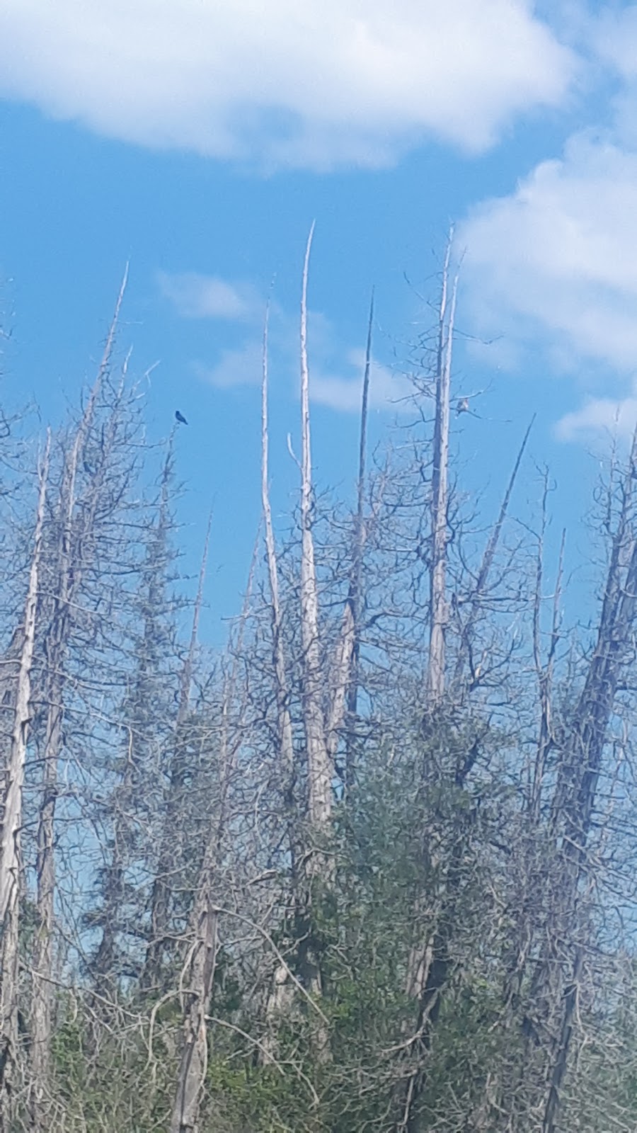 Bells Lake Management Unit | Markdale, ON N0C 1H0, Canada | Phone: (519) 367-3040