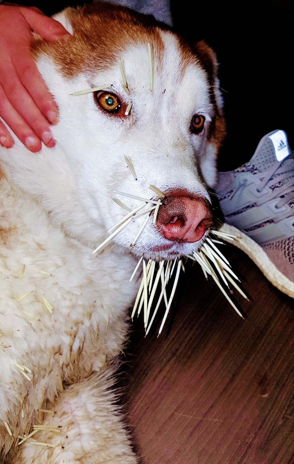 Beddington Trail Animal Hospital | BAY 1, 176 Bedford Dr NE, Calgary, AB T3K 2M9, Canada | Phone: (403) 263-8101