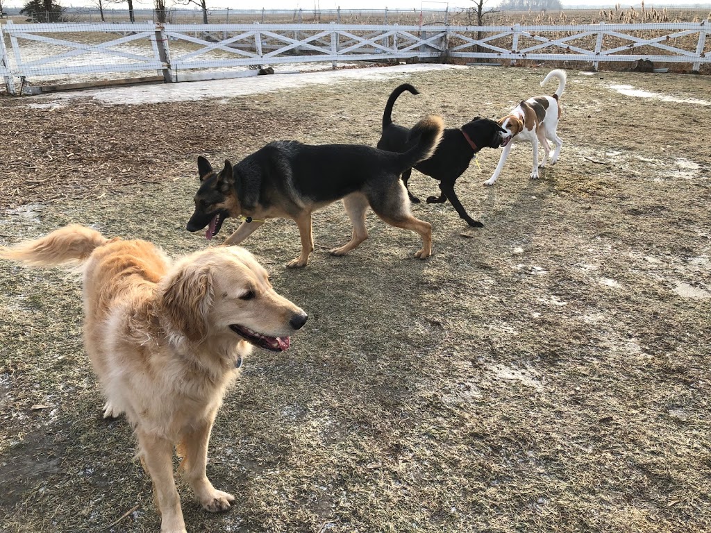 Centre Canin Laka | 494 Chemin Bella-Vista, Saint-Basile-le-Grand, QC J3N 1M4, Canada | Phone: (450) 653-5150