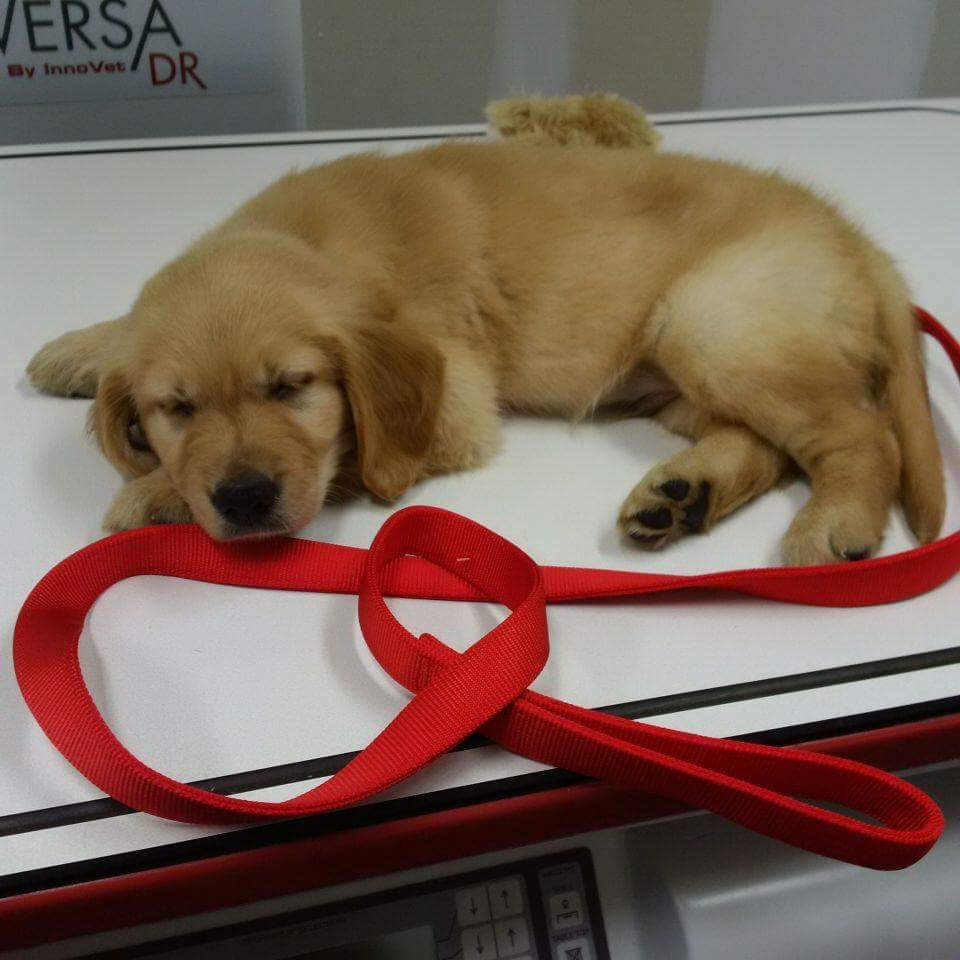 VCA Canada Northumberland Animal Hospital | 86 Percy St, Colborne, ON K0K 1S0, Canada | Phone: (905) 355-1622