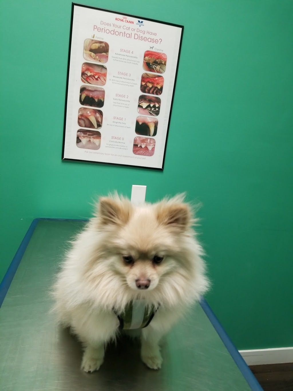 Beddington Trail Animal Hospital | BAY 1, 176 Bedford Dr NE, Calgary, AB T3K 2M9, Canada | Phone: (403) 263-8101