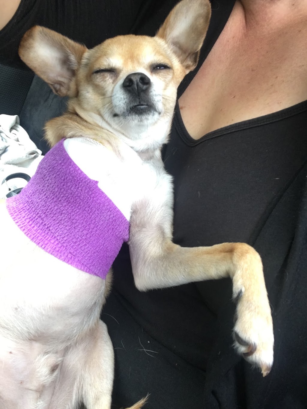 Oakridge Animal Clinic | 3109 Palliser Dr SW #12, Calgary, AB T2V 4W5, Canada | Phone: (403) 460-7541