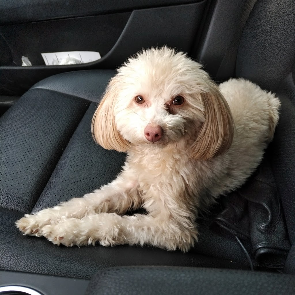 Queensdale Animal Hospital | 538 Upper Wellington St, Hamilton, ON L9A 3P5, Canada | Phone: (905) 575-0538
