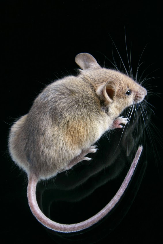 Scientific Pest Control Inc. | 4415 Bow Trail SW #4, Calgary, AB T3C 2N7, Canada | Phone: (587) 432-0154