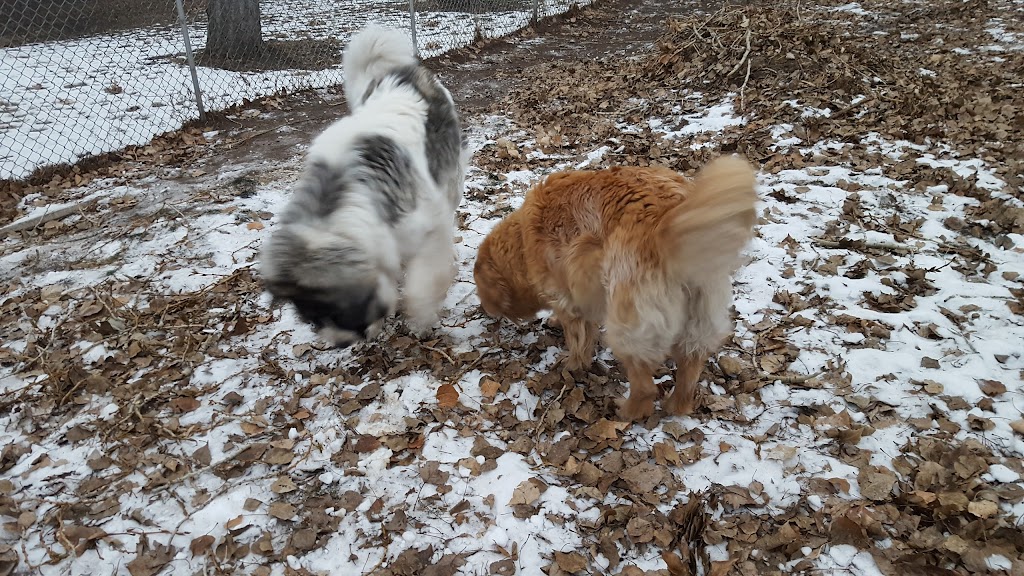 Westglen Boarding Kennels Ltd | 226 Ave 32nd St SW, De Winton, AB T0L 0X0, Canada | Phone: (403) 256-0806