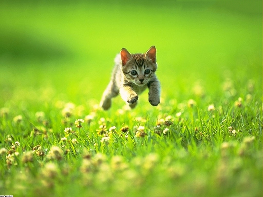 Central Valley Veterinary Hospital | 1940 Kane Rd #124, Kelowna, BC V1V 2J9, Canada | Phone: (250) 762-7181