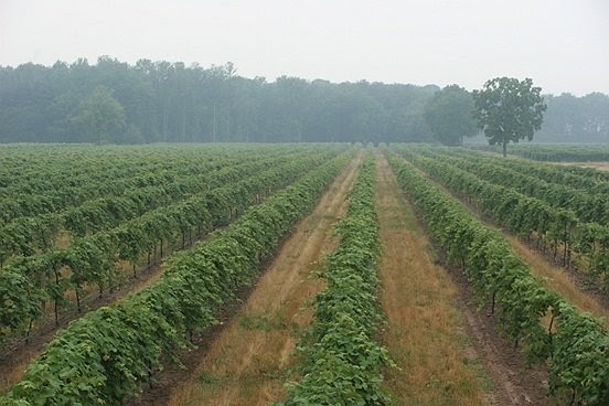 Schulze Vineyards & Winery | 2090 Coomer Rd, Burt, NY 14028, USA | Phone: (716) 778-8090