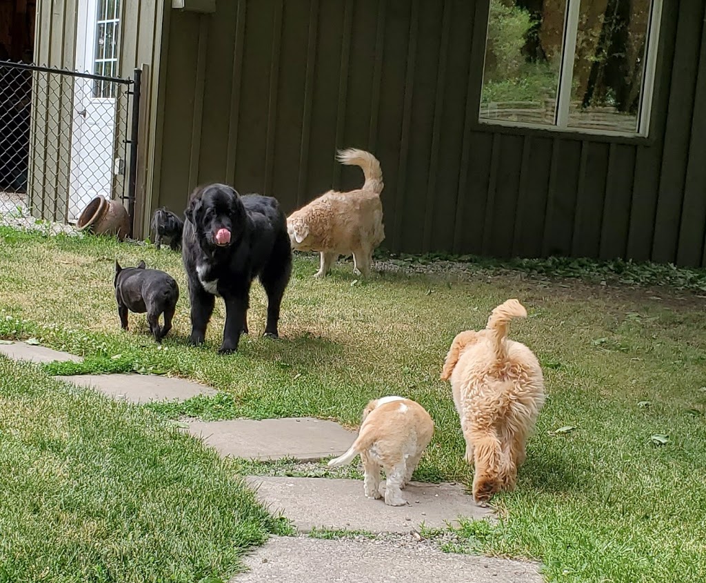 Happy Dance Dog Walking and Pet Sitting | 9848 Union Rd, Shedden, ON N0L 2E0, Canada | Phone: (226) 700-7209