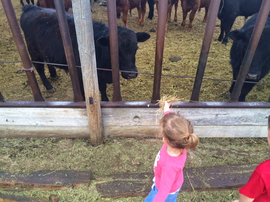 The Scholz Farm Life | RR2 Cessford Site, Pollockville, AB T1R 1E2, Canada | Phone: (403) 501-1090